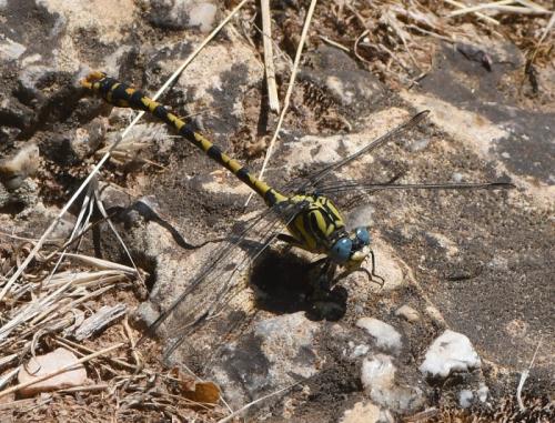 Réf. 233 114 : Onychogomphus uncatus